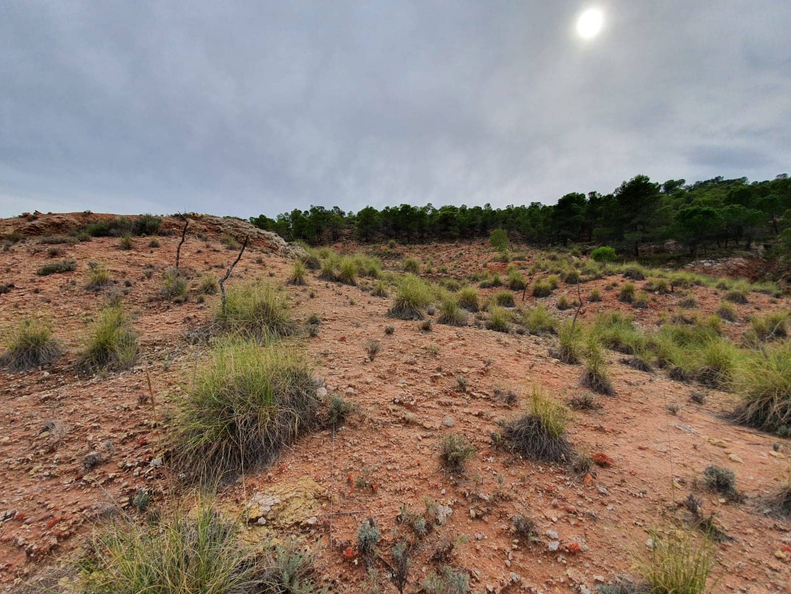 Undeveloped Land for sale in Pinoso - € 65,000 (Ref: 4878081)