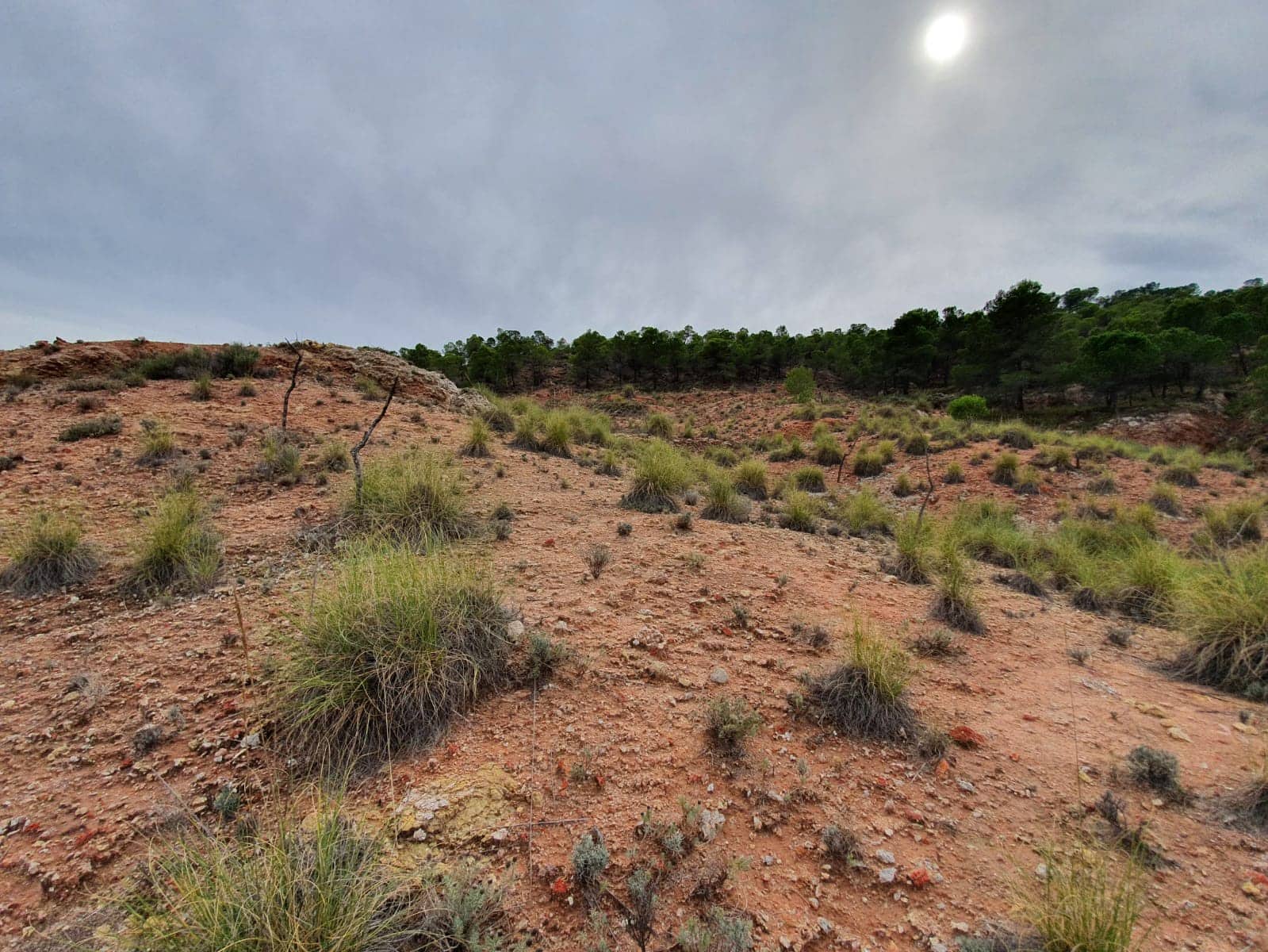 Undeveloped Land for sale in Pinoso - € 65,000 (Ref: 4878081)