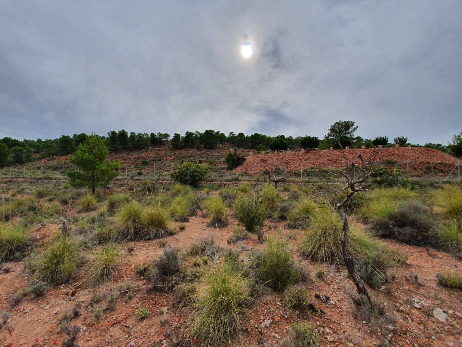 Undeveloped Land for sale in Pinoso - € 65,000 (Ref: 4878081)