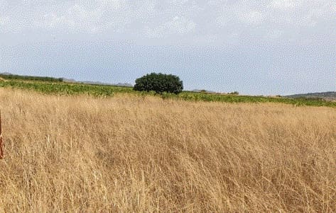 Terre non Aménagée à vendre à Pinoso - 37 000 € (Ref: 5438528)