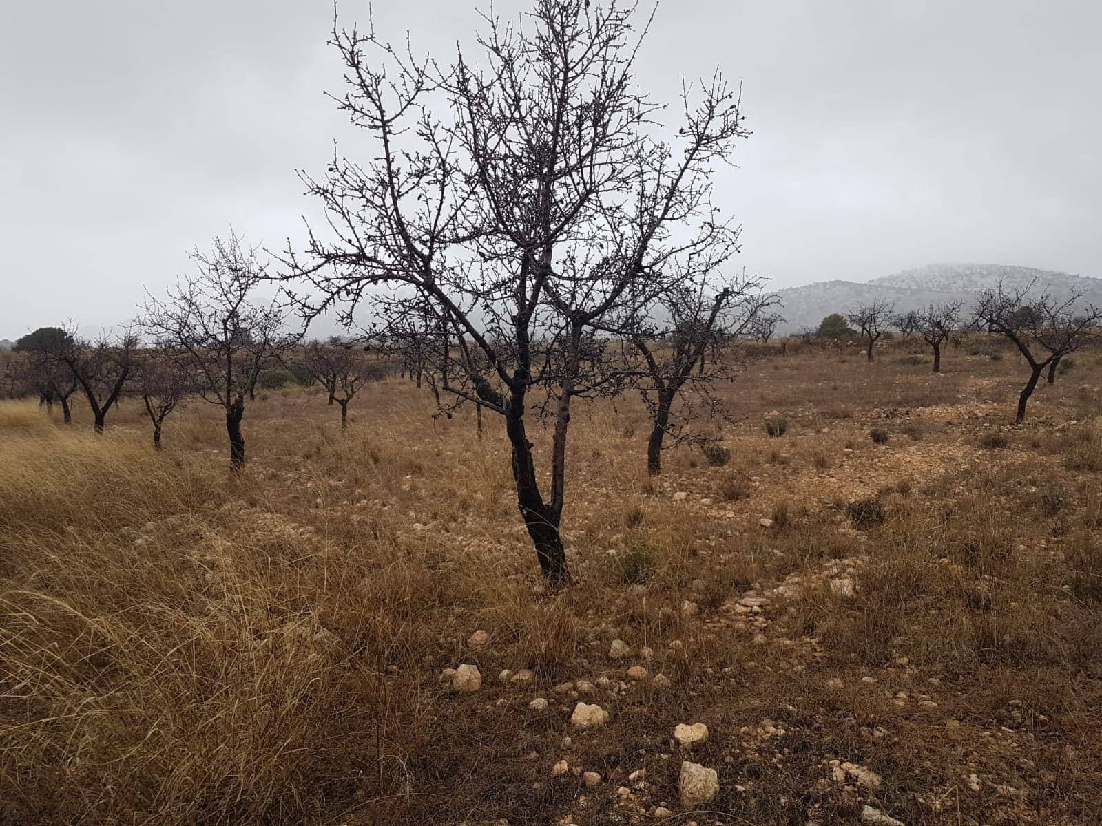 Rakentamaton maa myytävänä paikassa Jumilla - 21 500 € (Ref: 5827979)