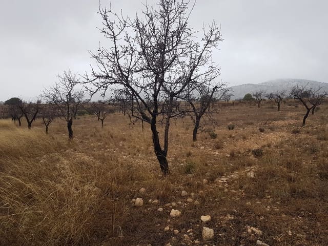 Mark till salu i Jumilla - 21 500 € (Ref: 5827979)