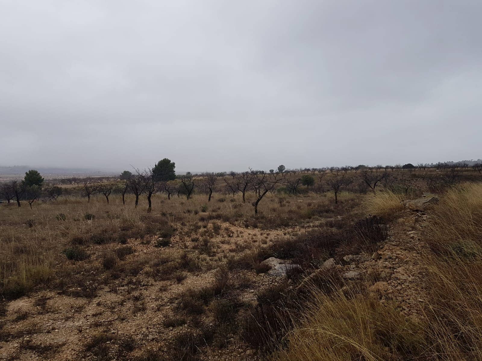 Rakentamaton maa myytävänä paikassa Jumilla - 21 500 € (Ref: 5827979)