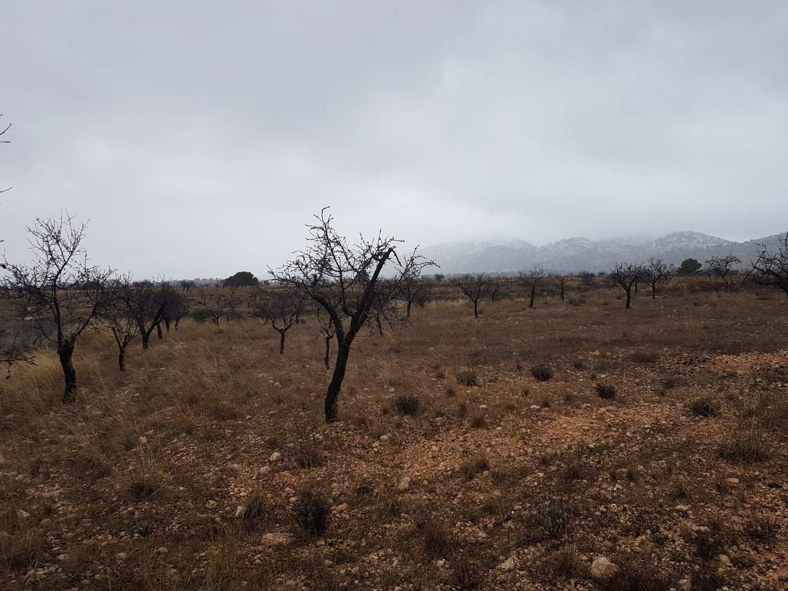 Rakentamaton maa myytävänä paikassa Jumilla - 21 500 € (Ref: 5827979)