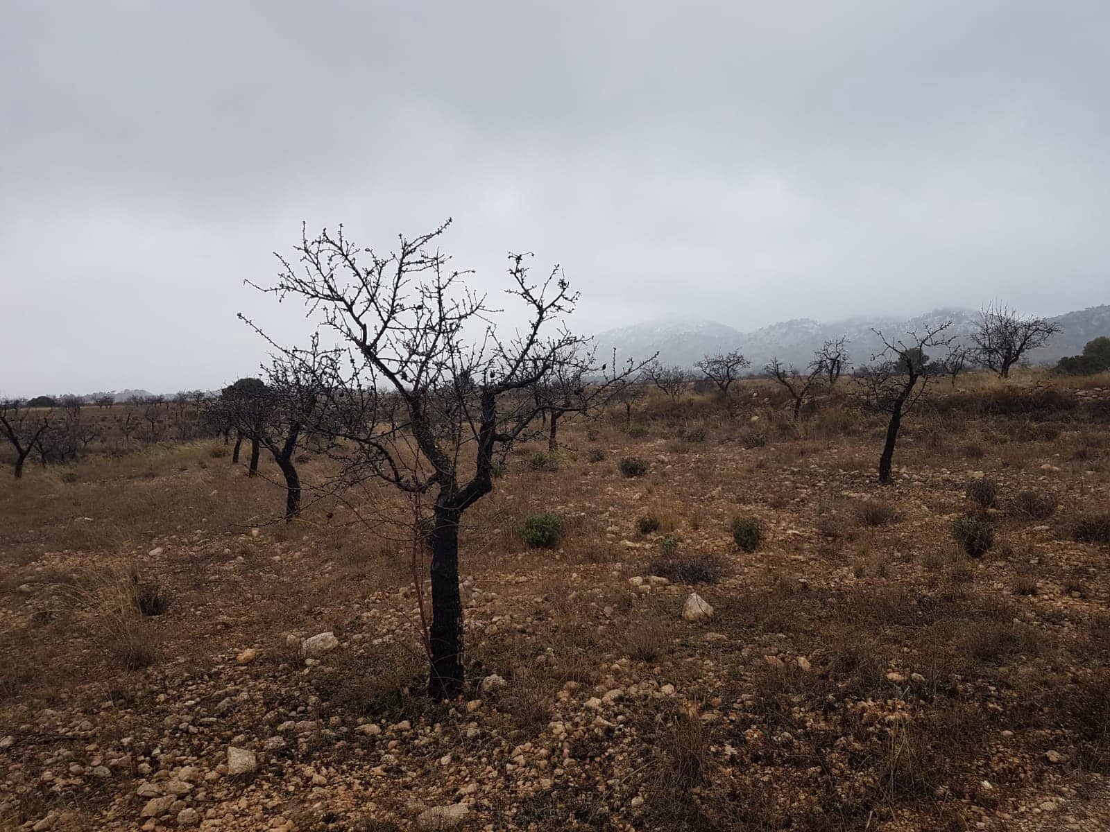 Rakentamaton maa myytävänä paikassa Jumilla - 21 500 € (Ref: 5827979)