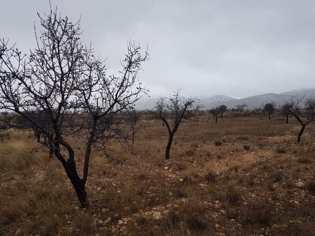 Mark till salu i Jumilla - 21 500 € (Ref: 5827979)