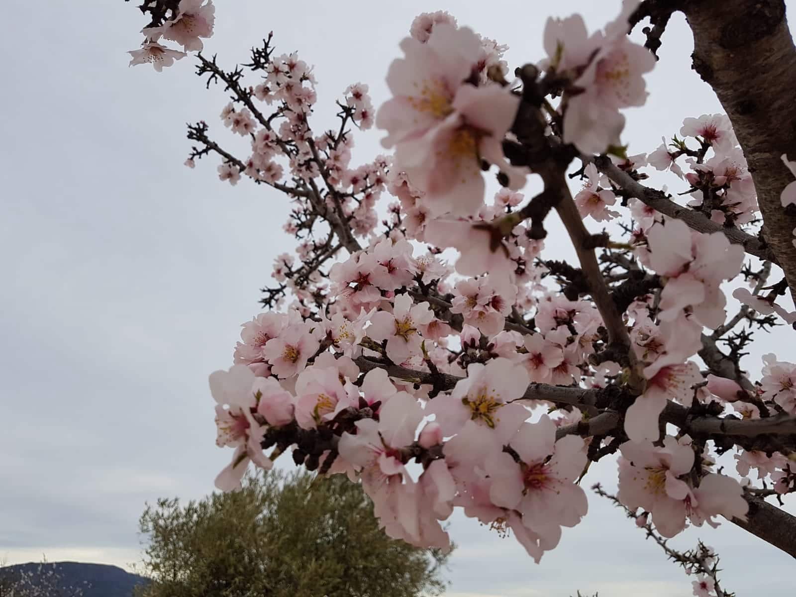 Grunde uden byggetilladelser til salg i Pinoso - € 60.000 (Ref: 5907254)