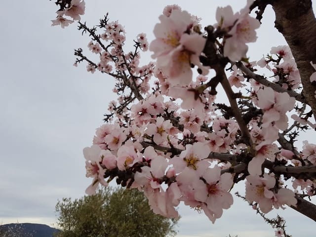 Grunde uden byggetilladelser til salg i Pinoso - € 60.000 (Ref: 5907254)