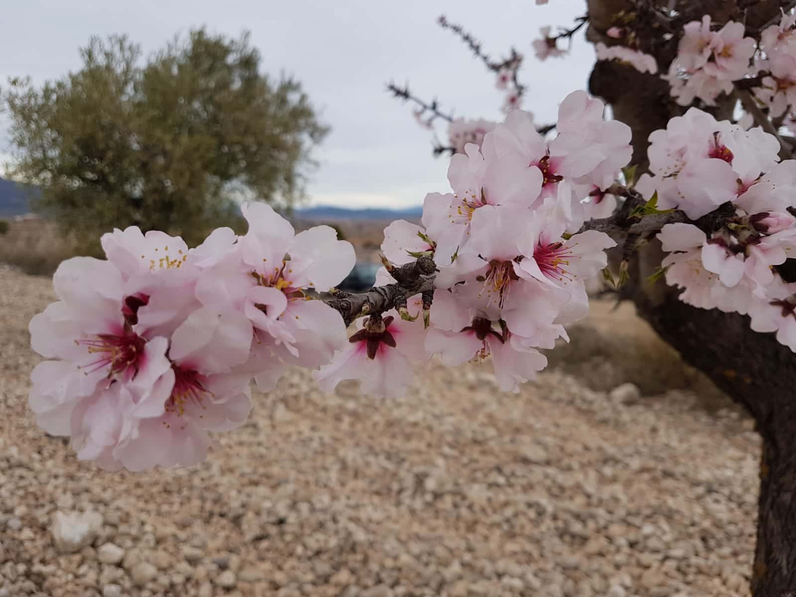 Grunde uden byggetilladelser til salg i Pinoso - € 60.000 (Ref: 5907254)