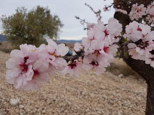 Grunde uden byggetilladelser til salg i Pinoso - € 60.000 (Ref: 5907254)