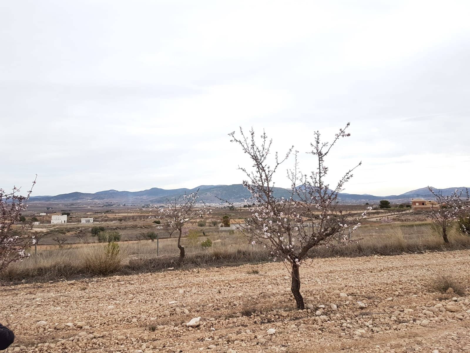 Grunde uden byggetilladelser til salg i Pinoso - € 60.000 (Ref: 5907254)