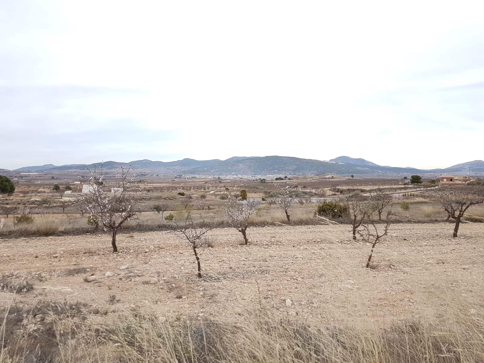 Ubebygd land til salgs i Pinoso - € 60 000 (Ref: 5907254)