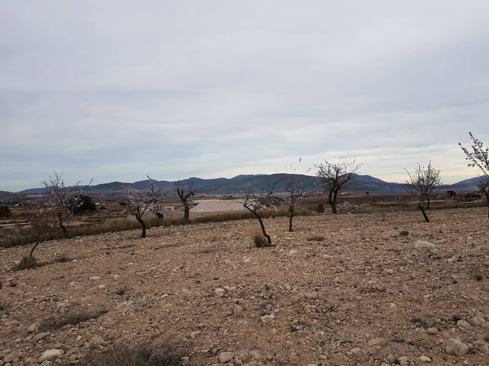 Ubebygd land til salgs i Pinoso - € 60 000 (Ref: 5907254)