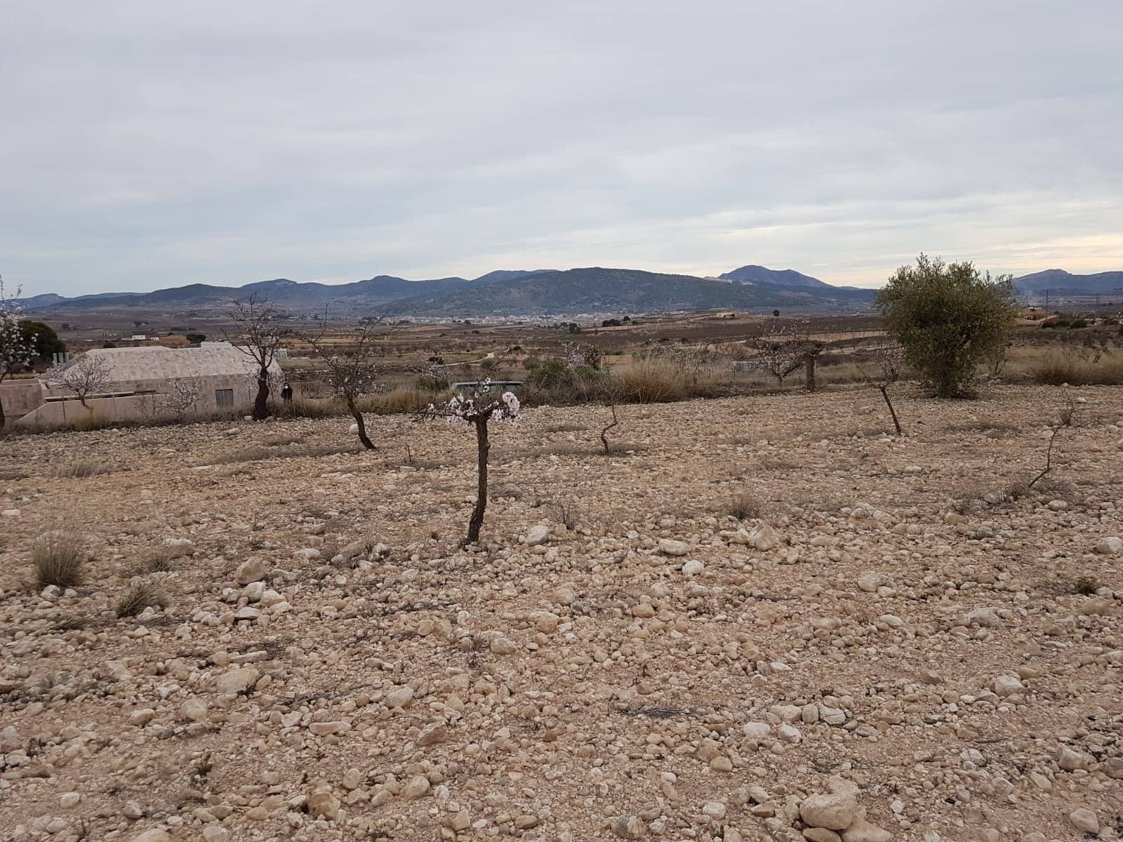 Ubebygd land til salgs i Pinoso - € 60 000 (Ref: 5907254)