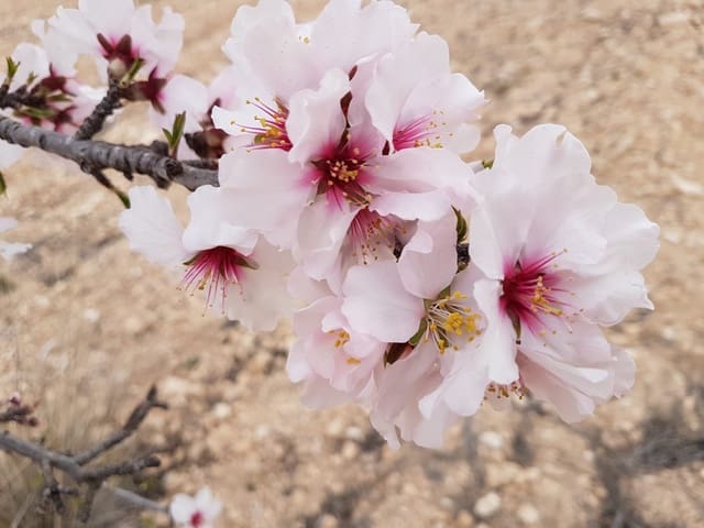 Mark till salu i Jumilla - 55 000 € (Ref: 5912733)