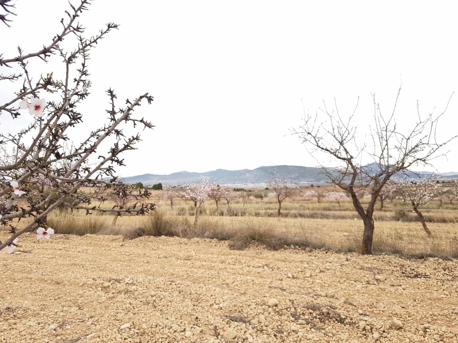 Teren niezagospodarowany na sprzedaż w Jumilla - 55 000 € (Ref: 5912733)