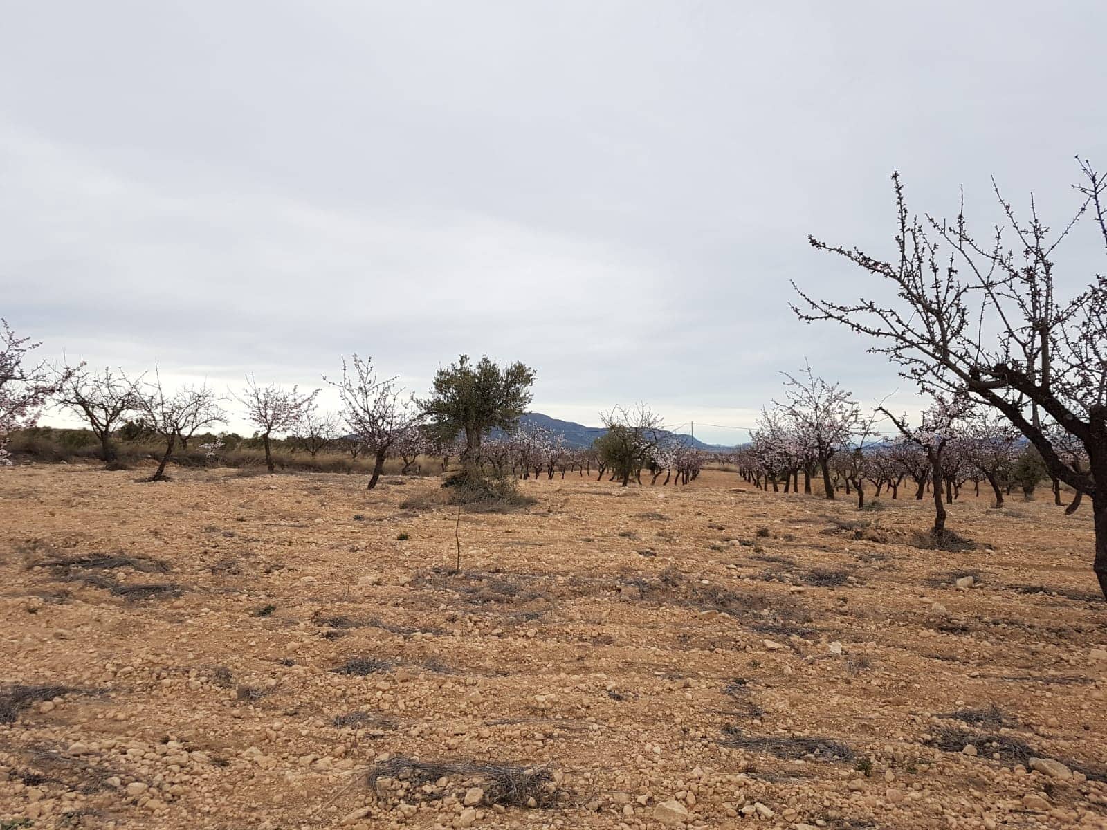 Teren niezagospodarowany na sprzedaż w Jumilla - 55 000 € (Ref: 5912733)