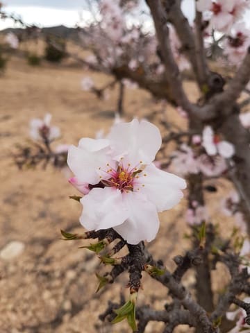 Mark till salu i Jumilla - 55 000 € (Ref: 5912733)