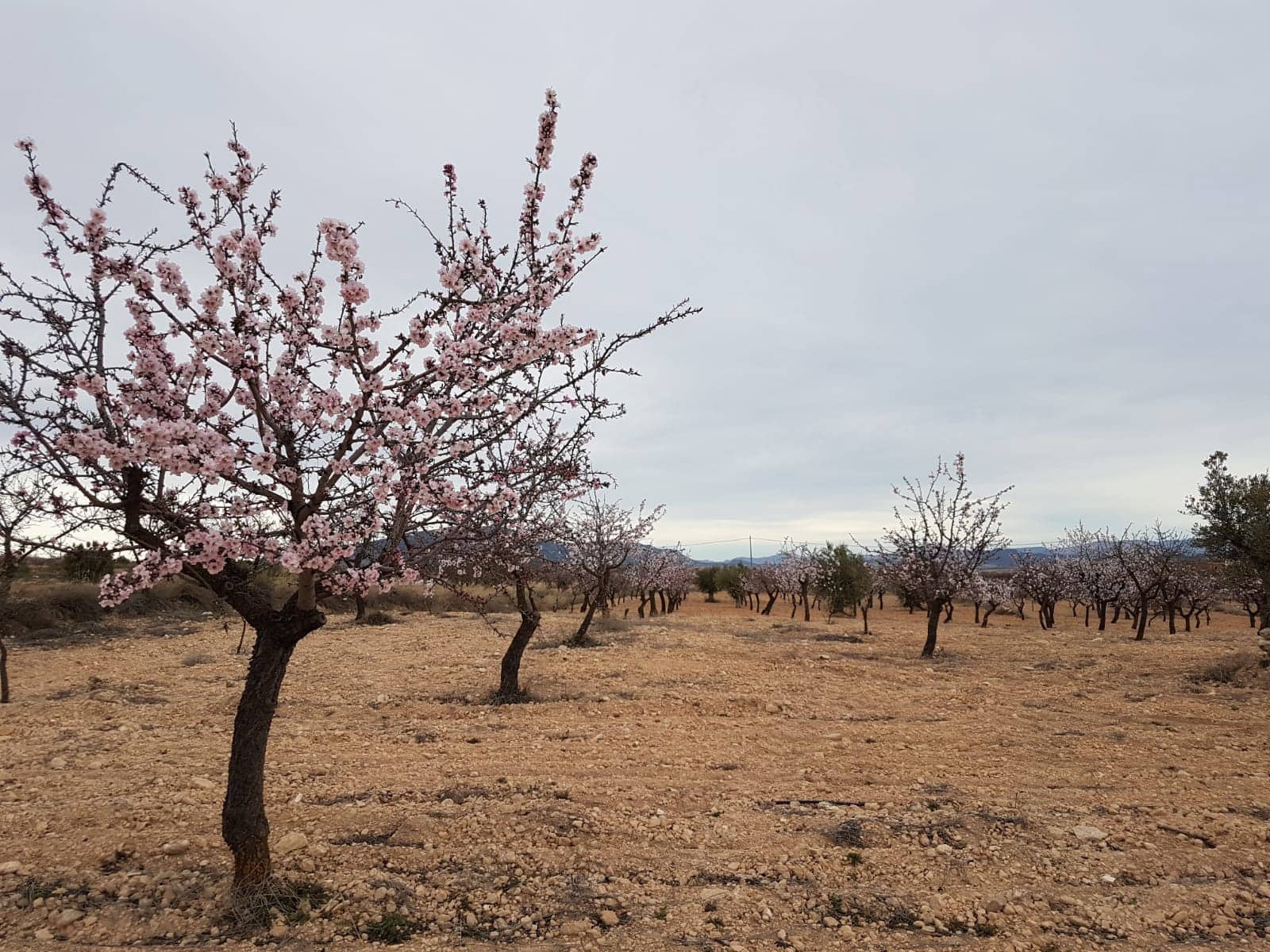 Teren niezagospodarowany na sprzedaż w Jumilla - 55 000 € (Ref: 5912733)