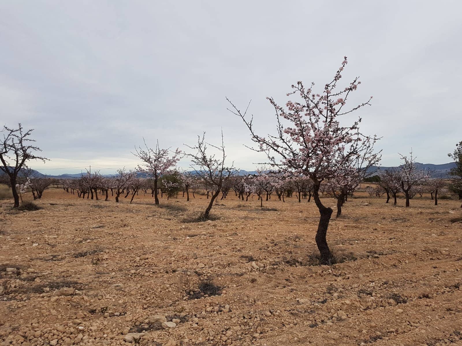 Teren niezagospodarowany na sprzedaż w Jumilla - 55 000 € (Ref: 5912733)