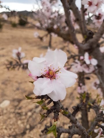 Terreno Não Urbanizado para venda em Jumilla - 55 000 € (Ref: 5912733)