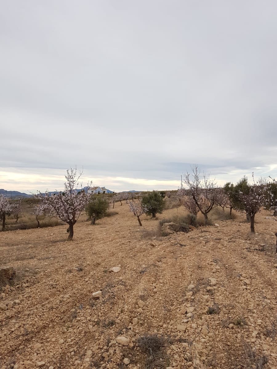 Undeveloped Land for sale in Jumilla - € 55,000 (Ref: 5912733)
