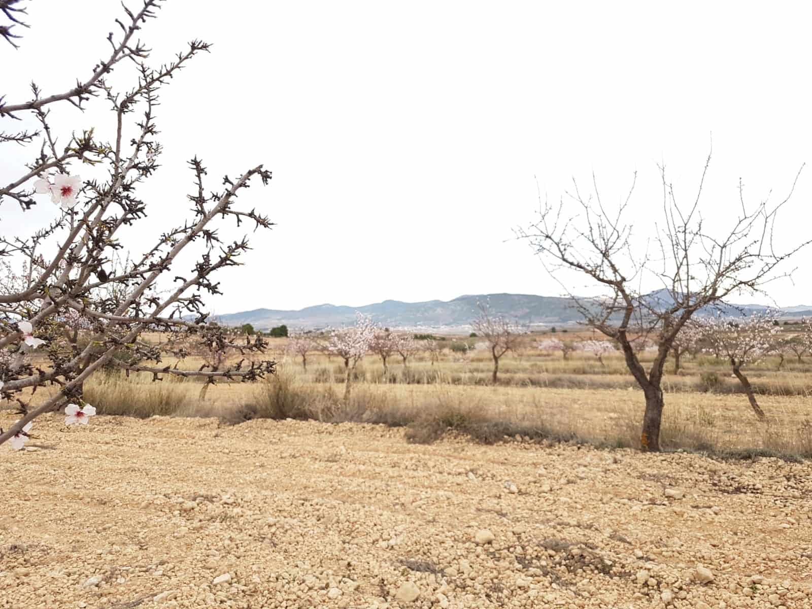 Undeveloped Land for sale in Jumilla - € 55,000 (Ref: 5912733)