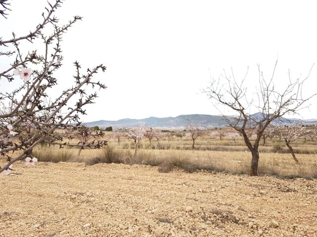 Terreno Não Urbanizado para venda em Jumilla - 55 000 € (Ref: 5912733)