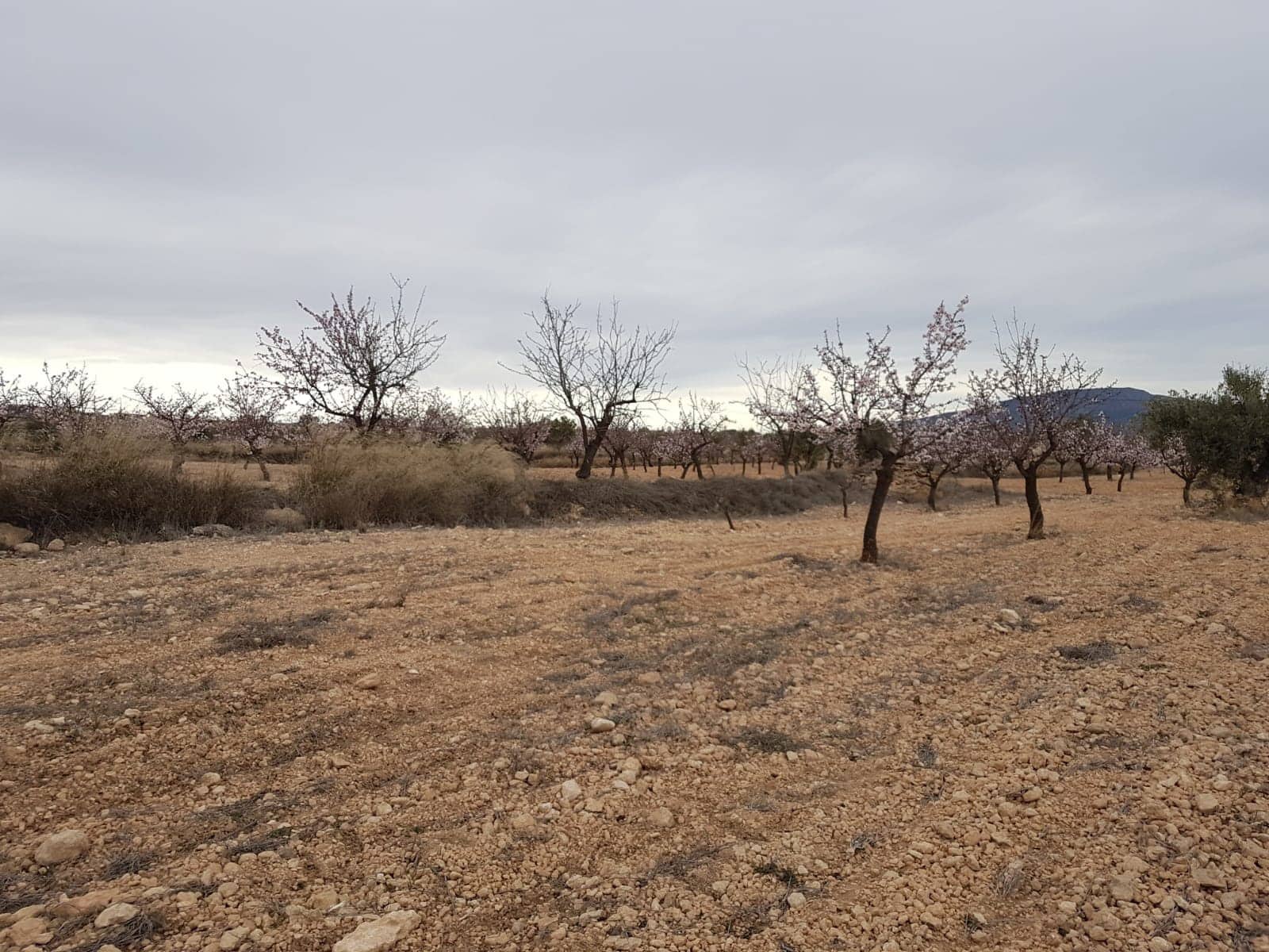 Undeveloped Land for sale in Jumilla - € 55,000 (Ref: 5912733)