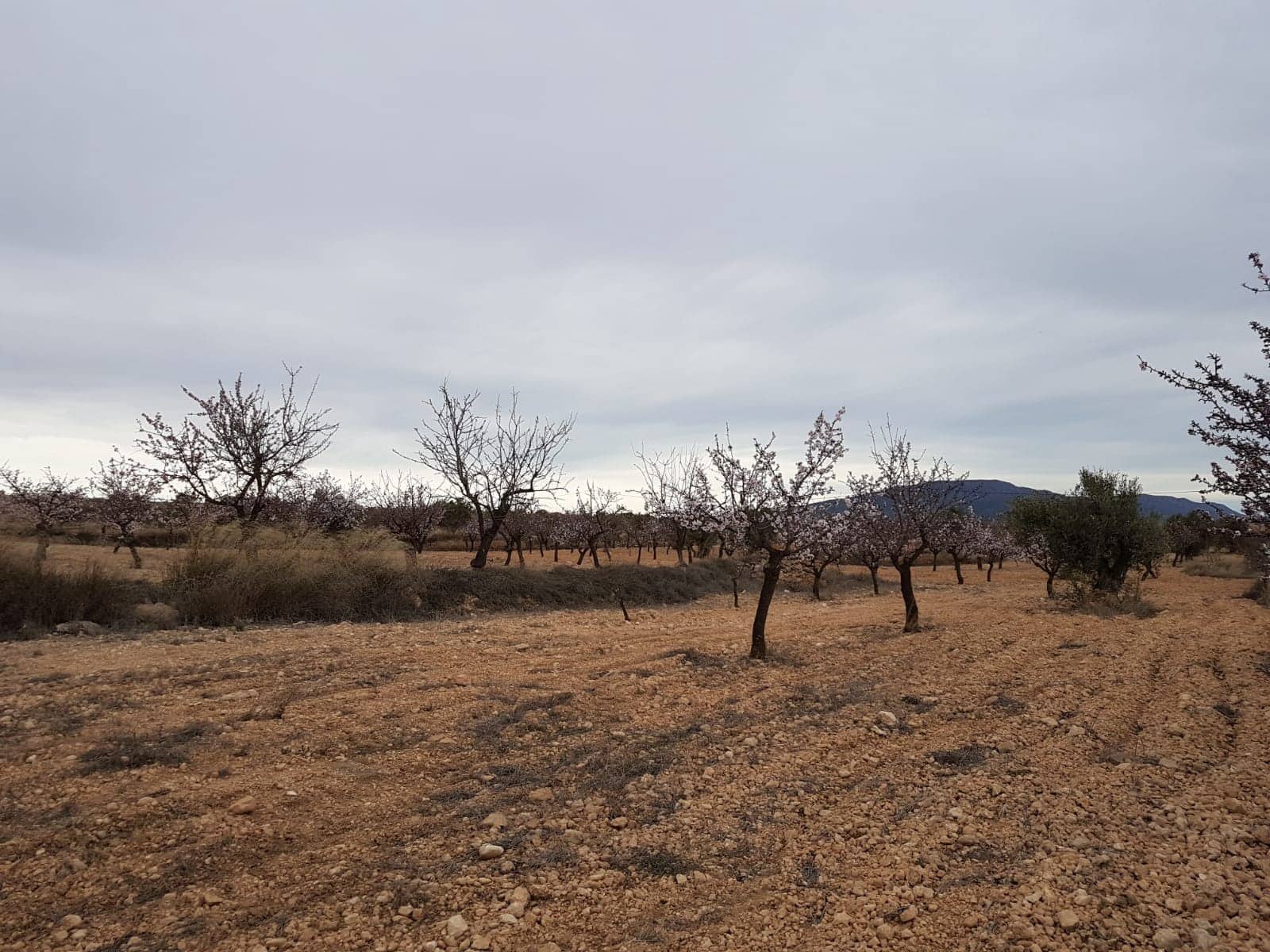 Undeveloped Land for sale in Jumilla - € 55,000 (Ref: 5912733)