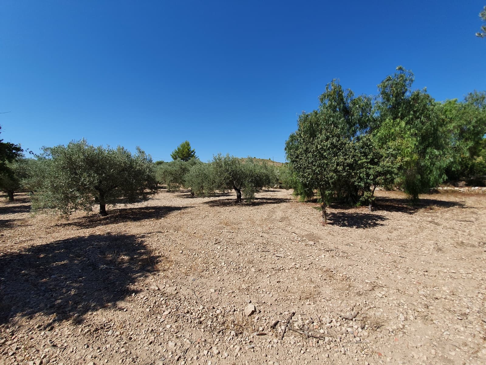 5 camera da letto Finca/Casa di Campagna in vendita in Monovar / Monover con piscina - 370.000 € (Rif: 6261232)