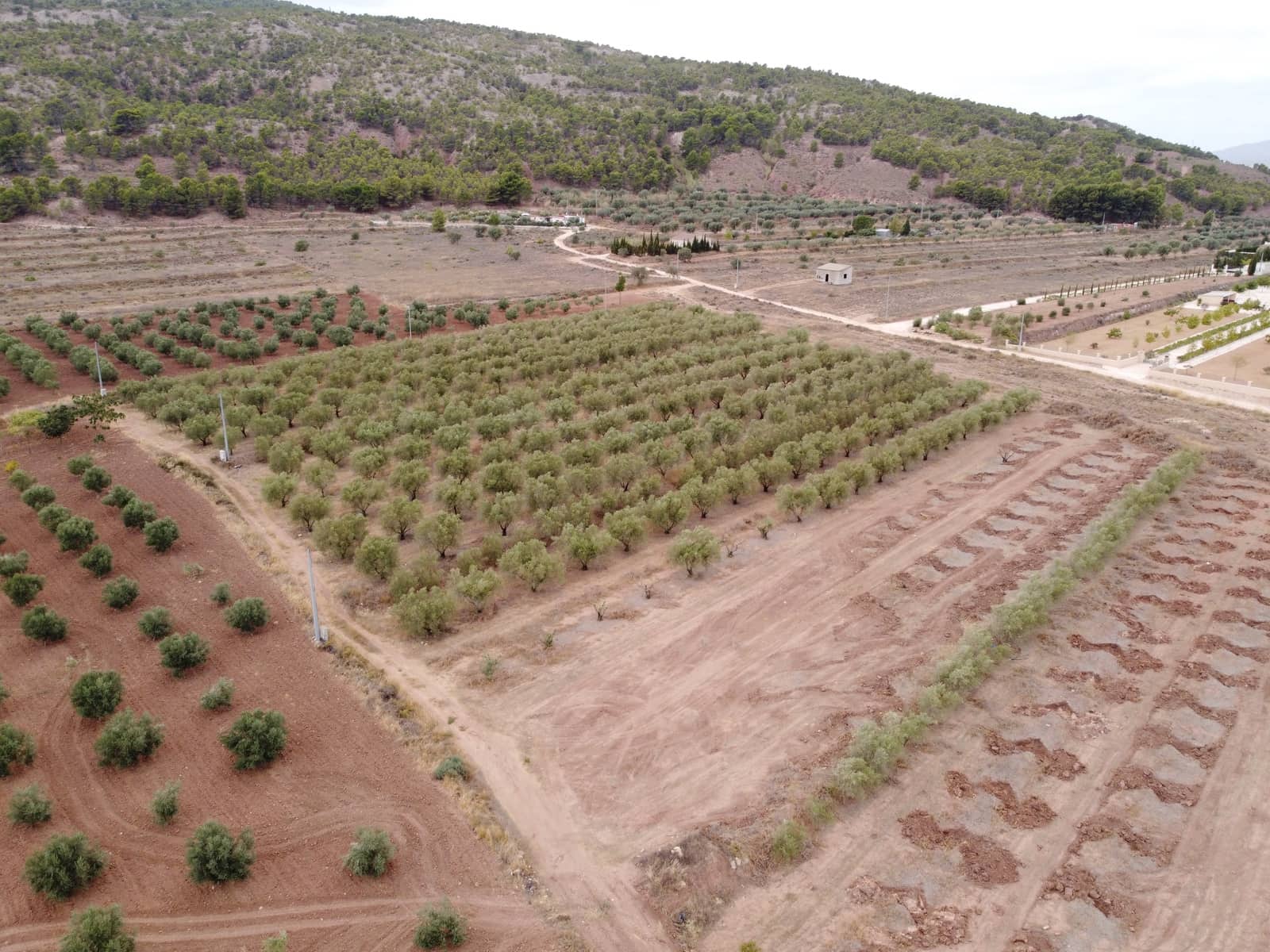 Undeveloped Land for sale in Pinoso - € 74,000 (Ref: 6272978)