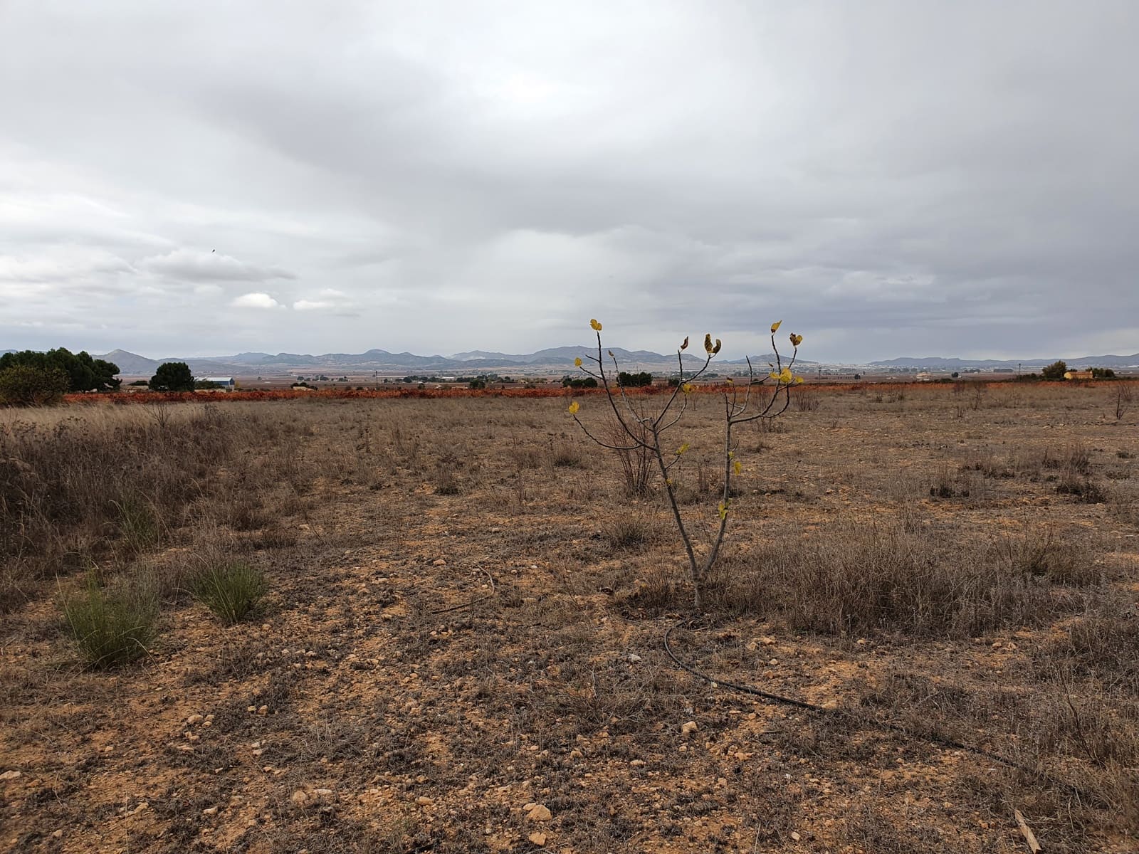 2 soveværelse Finca/Landehus til salg i Yecla med swimmingpool - € 55.000 (Ref: 6453598)