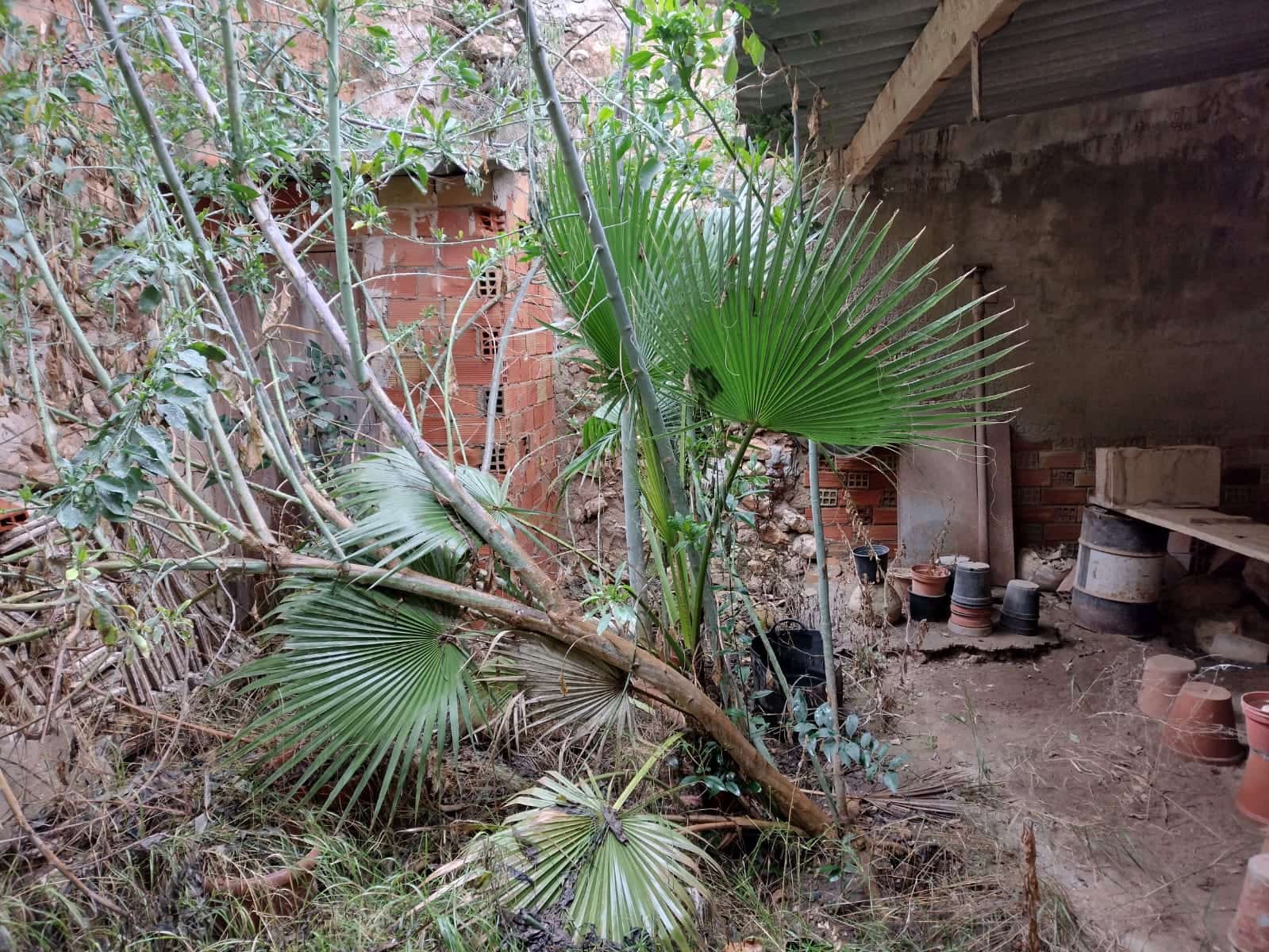 Finca/Maison de Campagne à vendre à Rodriguillo avec piscine - 25 000 € (Ref: 6778451)