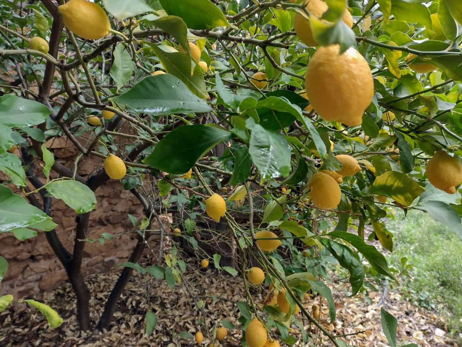 Ubebygd land til salgs i Rodriguillo - € 31 000 (Ref: 6784530)