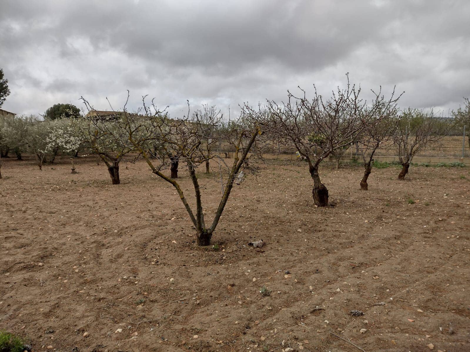 Ubebygd land til salgs i Rodriguillo - € 31 000 (Ref: 6784530)