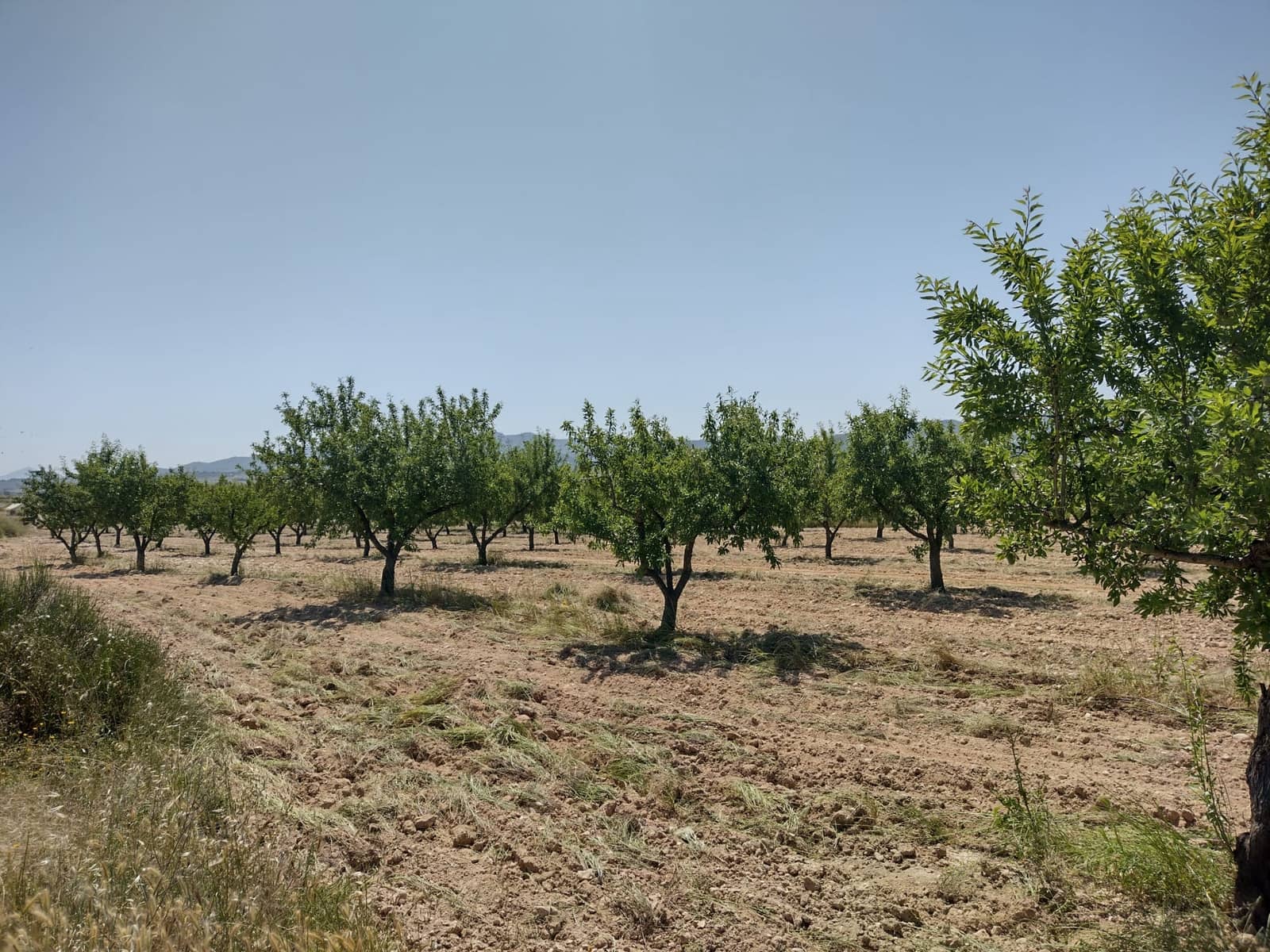 4 soveværelse Finca/Landehus til salg i Jumilla med swimmingpool - € 160.000 (Ref: 6860336)