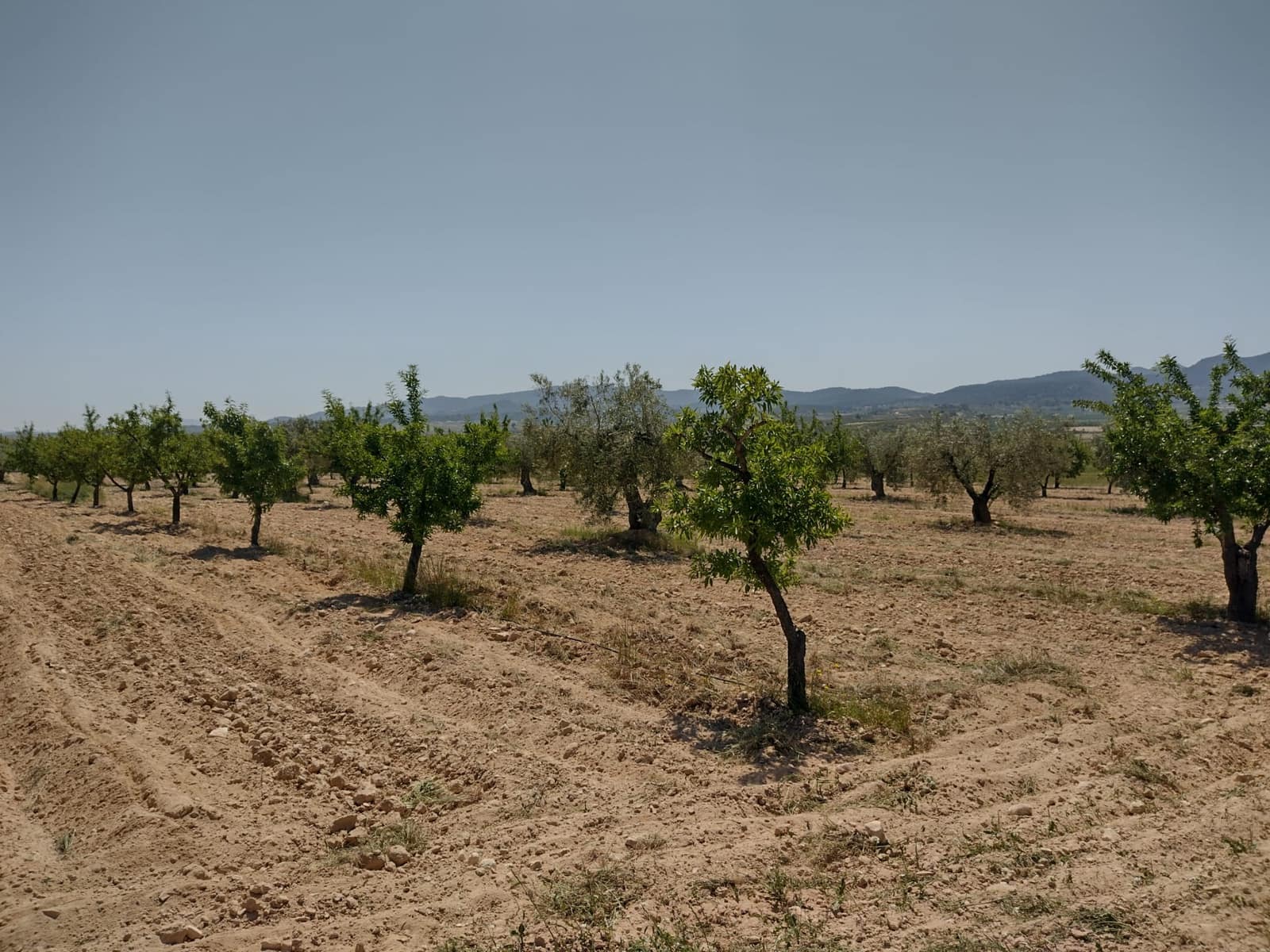 4 soveværelse Finca/Landehus til salg i Jumilla med swimmingpool - € 160.000 (Ref: 6860336)