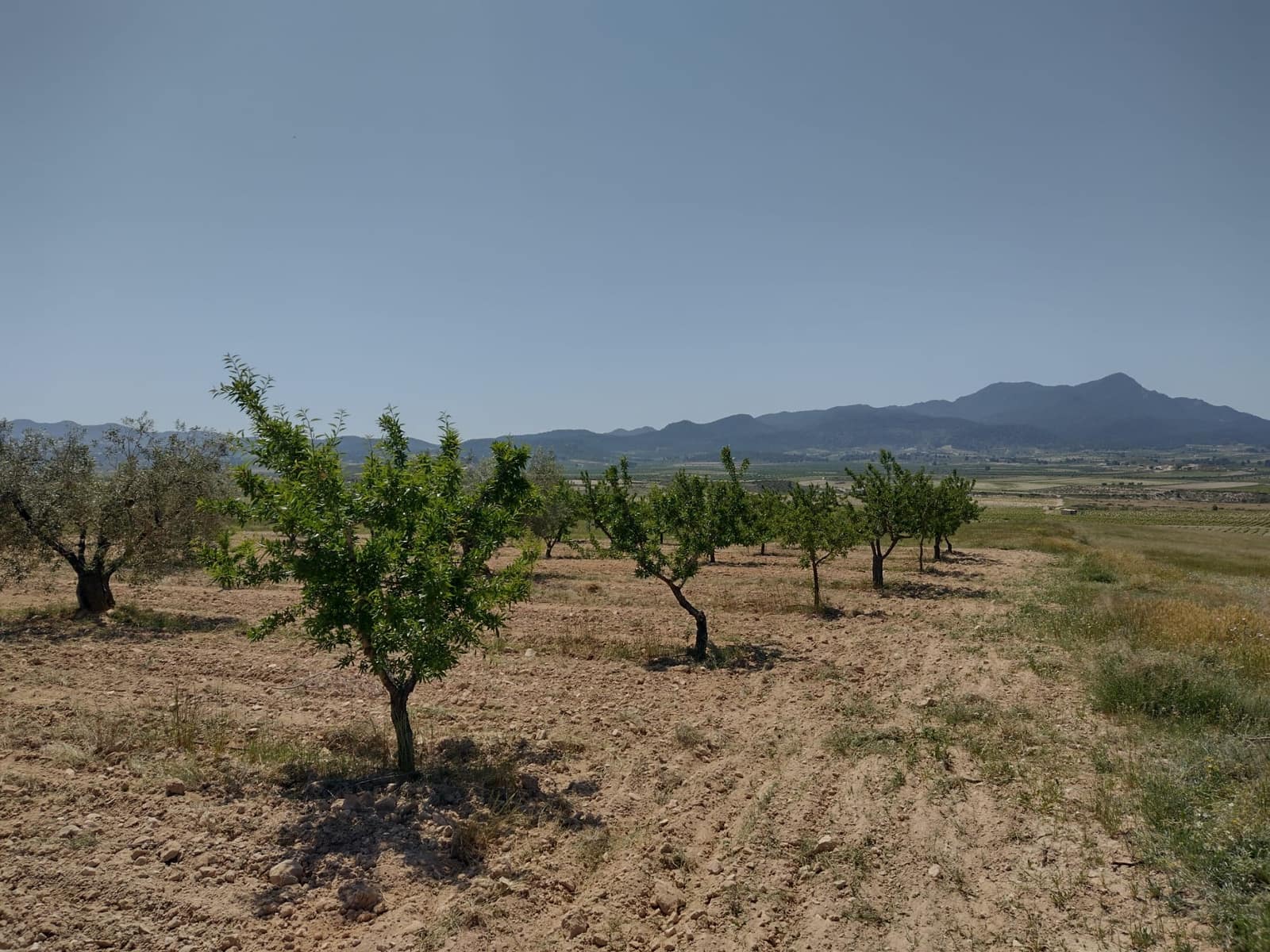 4 soveværelse Finca/Landehus til salg i Jumilla med swimmingpool - € 160.000 (Ref: 6860336)