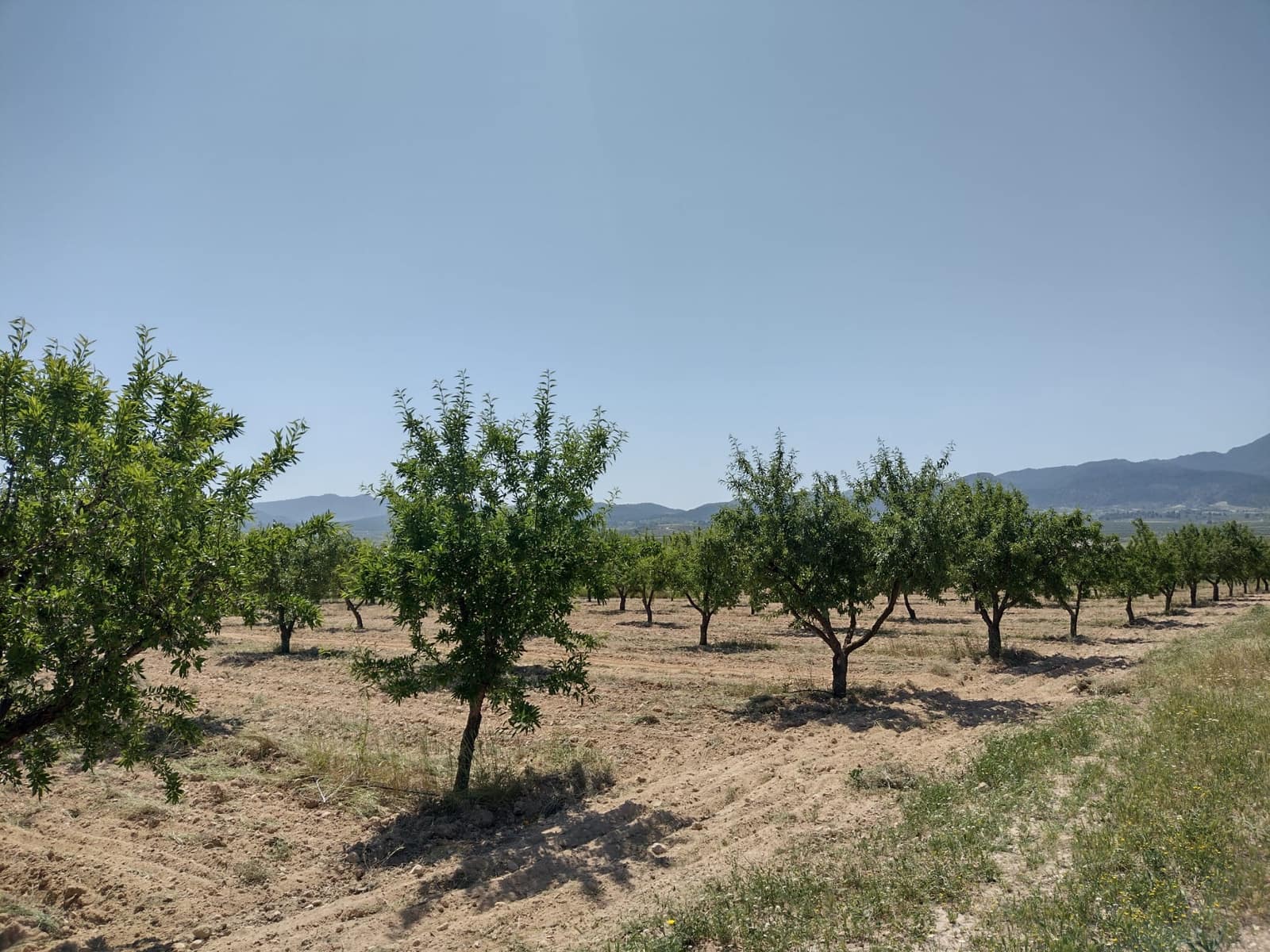 4 soveværelse Finca/Landehus til salg i Jumilla med swimmingpool - € 160.000 (Ref: 6860336)