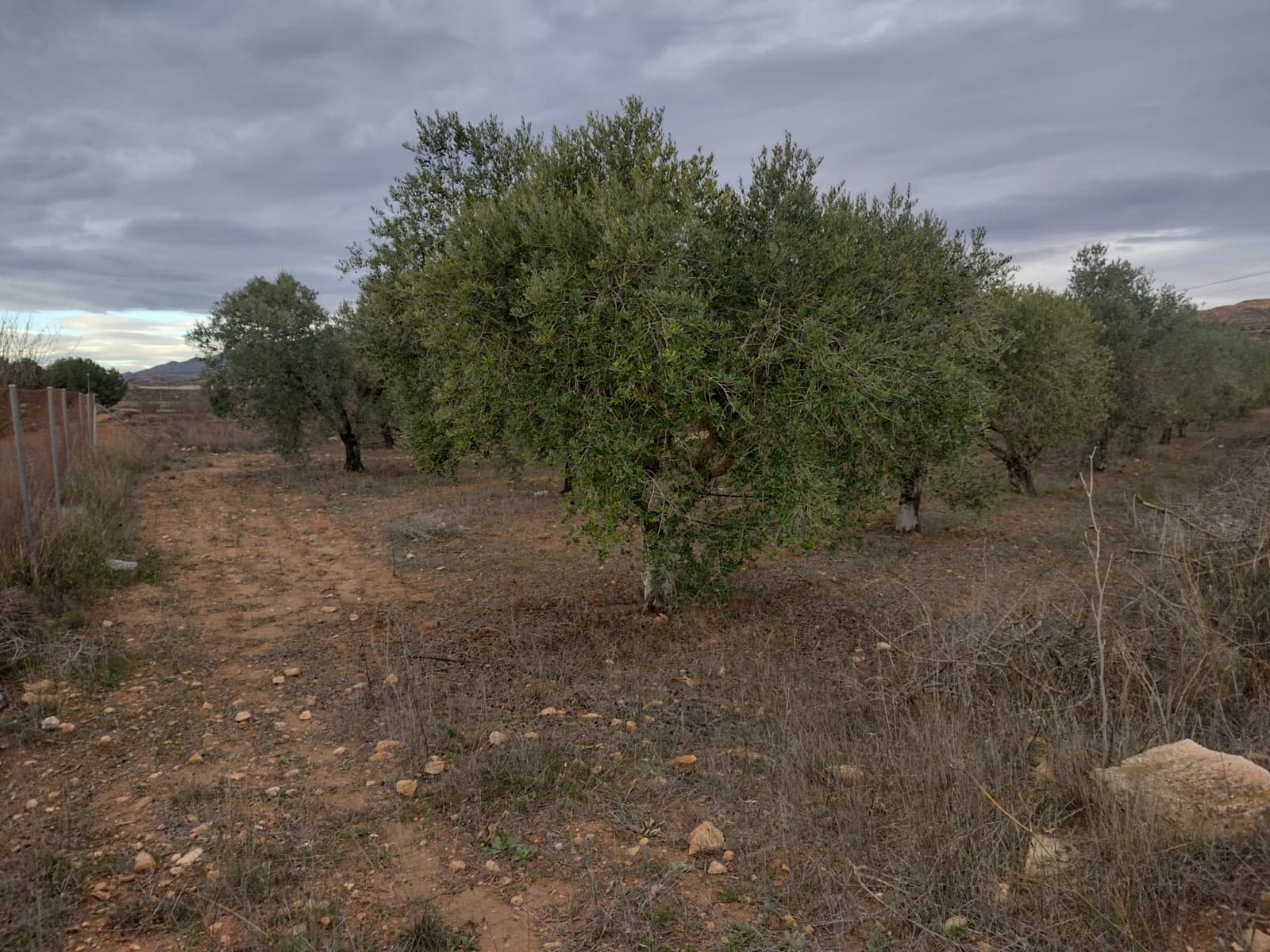 Undeveloped Land for sale in Pinoso - € 79,950 (Ref: 7344862)