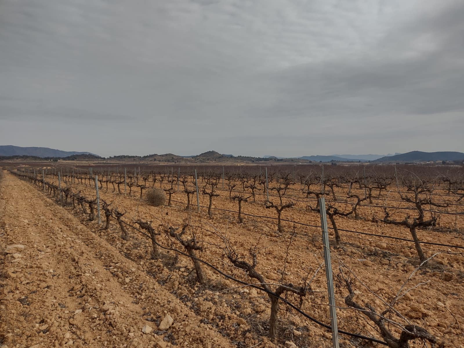 Grond te koop in Pinoso - € 28.000 (Ref: 7407944)