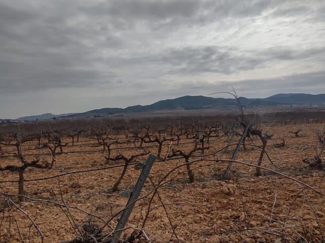 Terreno Non Edificato in vendita in Pinoso - 28.000 € (Rif: 7407944)