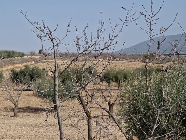 3 bedroom Cave House for sale in Raspay, Yecla with pool - € 75,000 (Ref: 7418951)