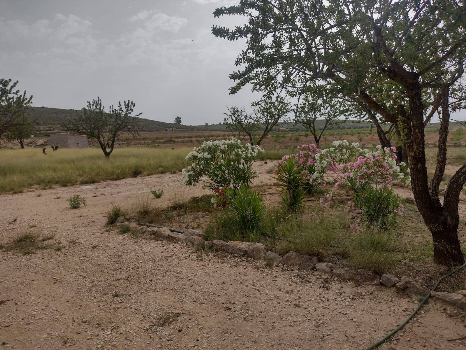 Grond te koop in Pinoso - € 8.000 (Ref: 7696502)