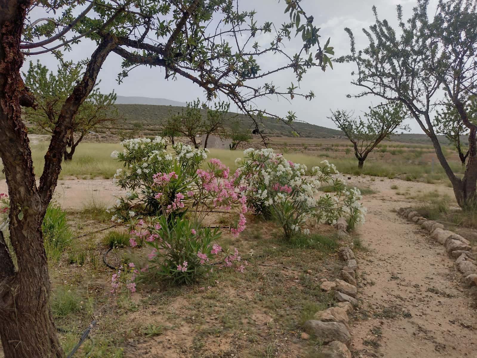 Grond te koop in Pinoso - € 8.000 (Ref: 7696502)