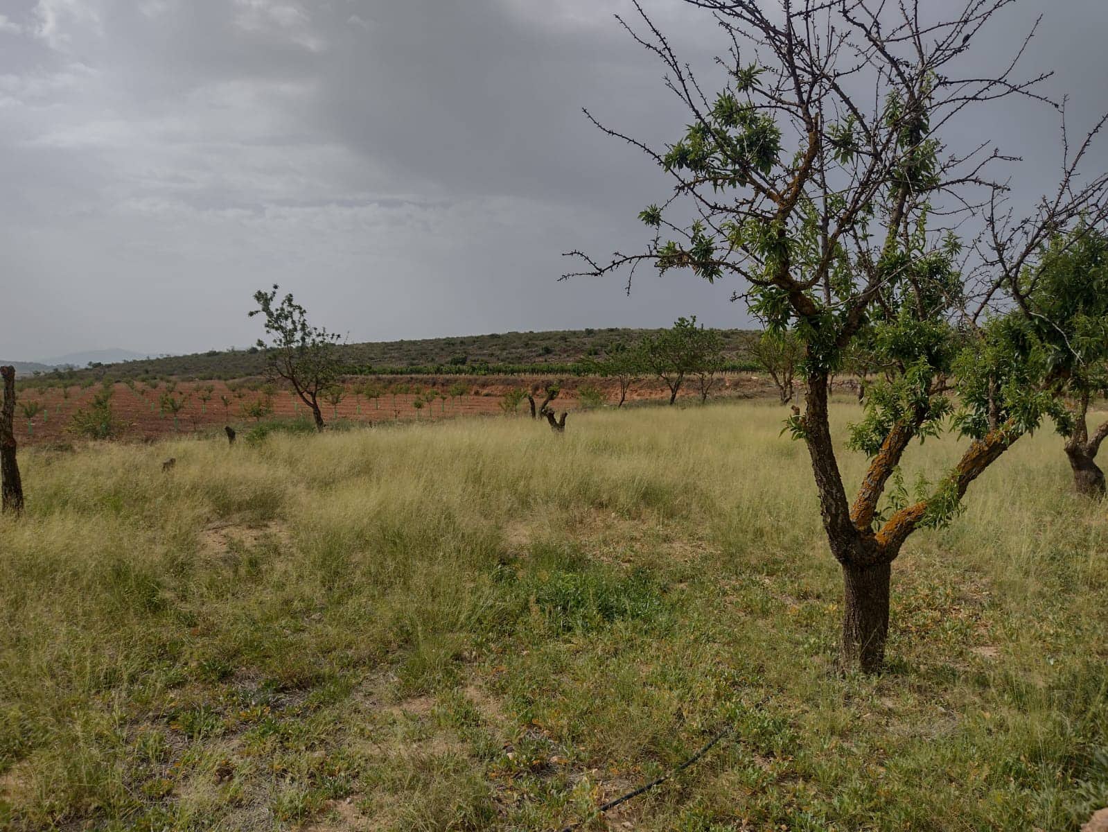 Grond te koop in Pinoso - € 8.000 (Ref: 7696502)