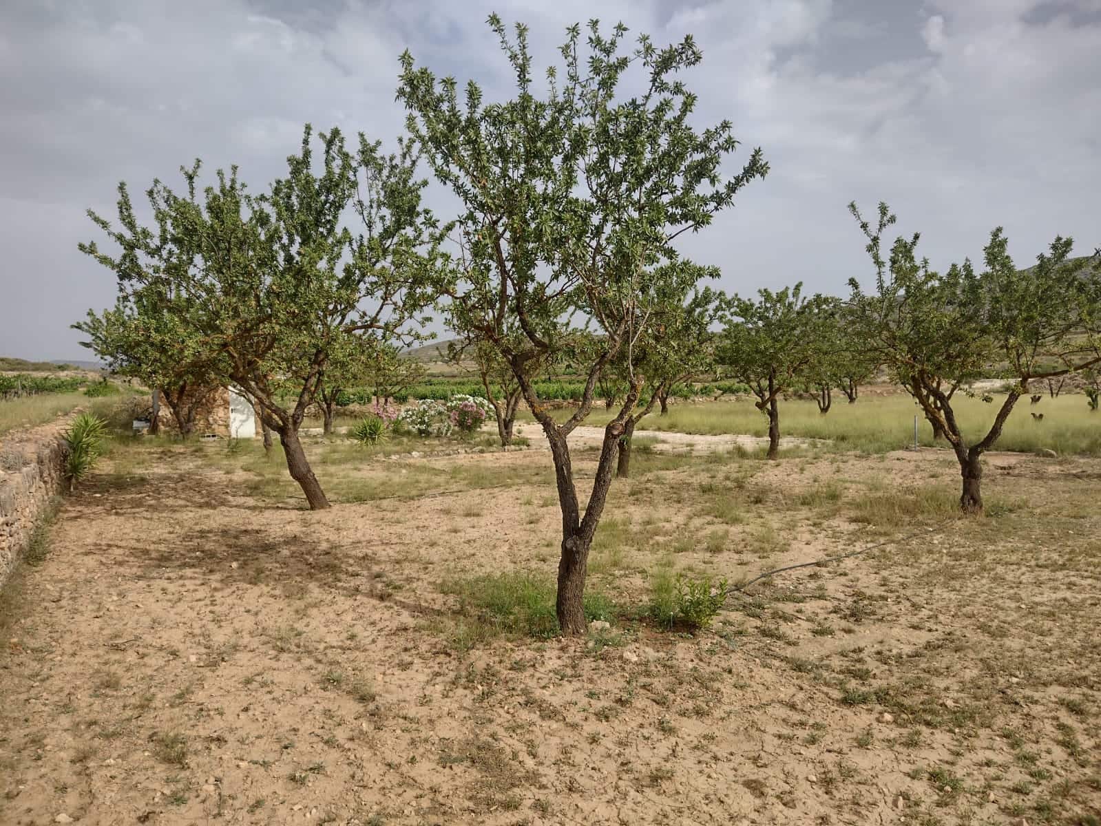 Grond te koop in Pinoso - € 8.000 (Ref: 7696502)