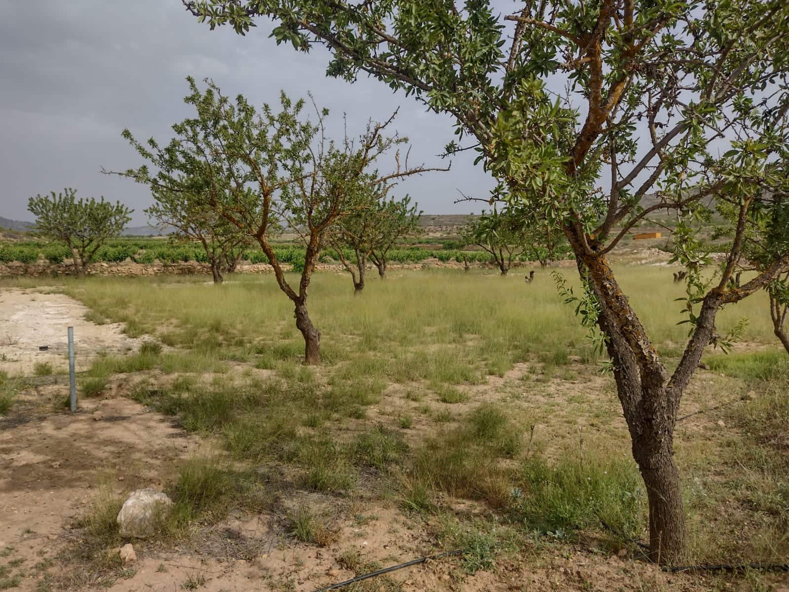 Grond te koop in Pinoso - € 8.000 (Ref: 7696502)