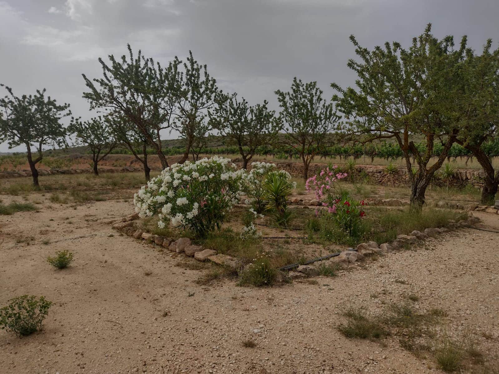 Grond te koop in Pinoso - € 8.000 (Ref: 7696502)